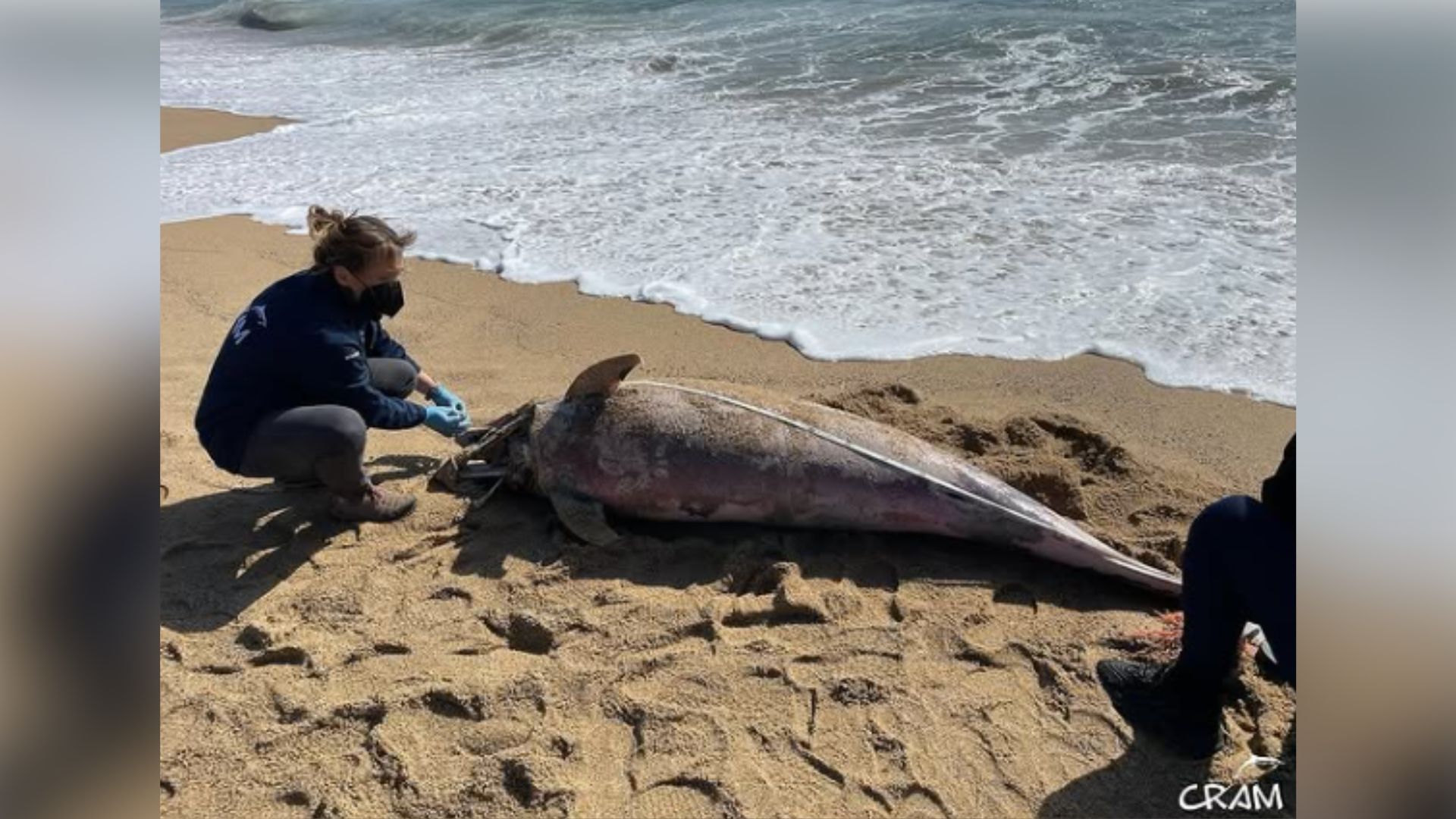 Troben un dofí mort a la platja de la Nova Mar Bella | animals, platja de la Mar Bella