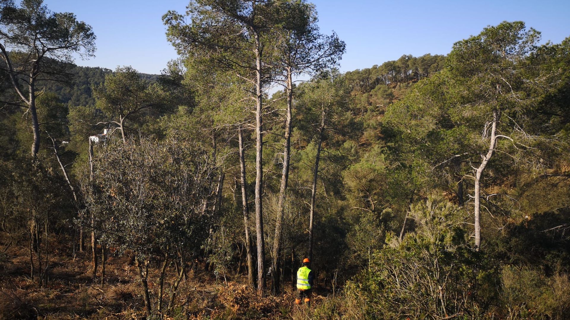 Barcelona comença els treballs de manteniment de les zones forestals per prevenir incendis | Bombers de Barcelona, Collserola, incendis forestals