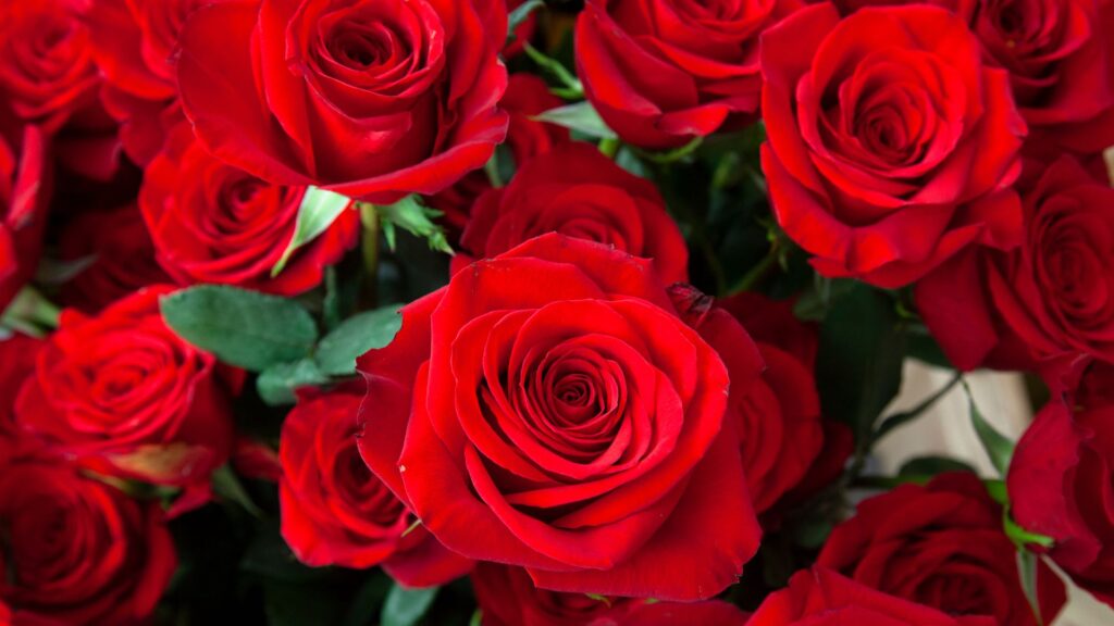 Les roses de Sant Jordi 2025 són de Colòmbia, l'Equador i Holanda, amb preus a partir de 5 € | floristes, flors, Mercat de les Flors, roses, Sant Jordi