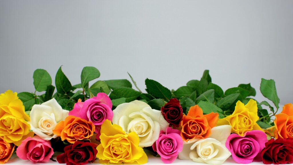 roses Sant Jordi