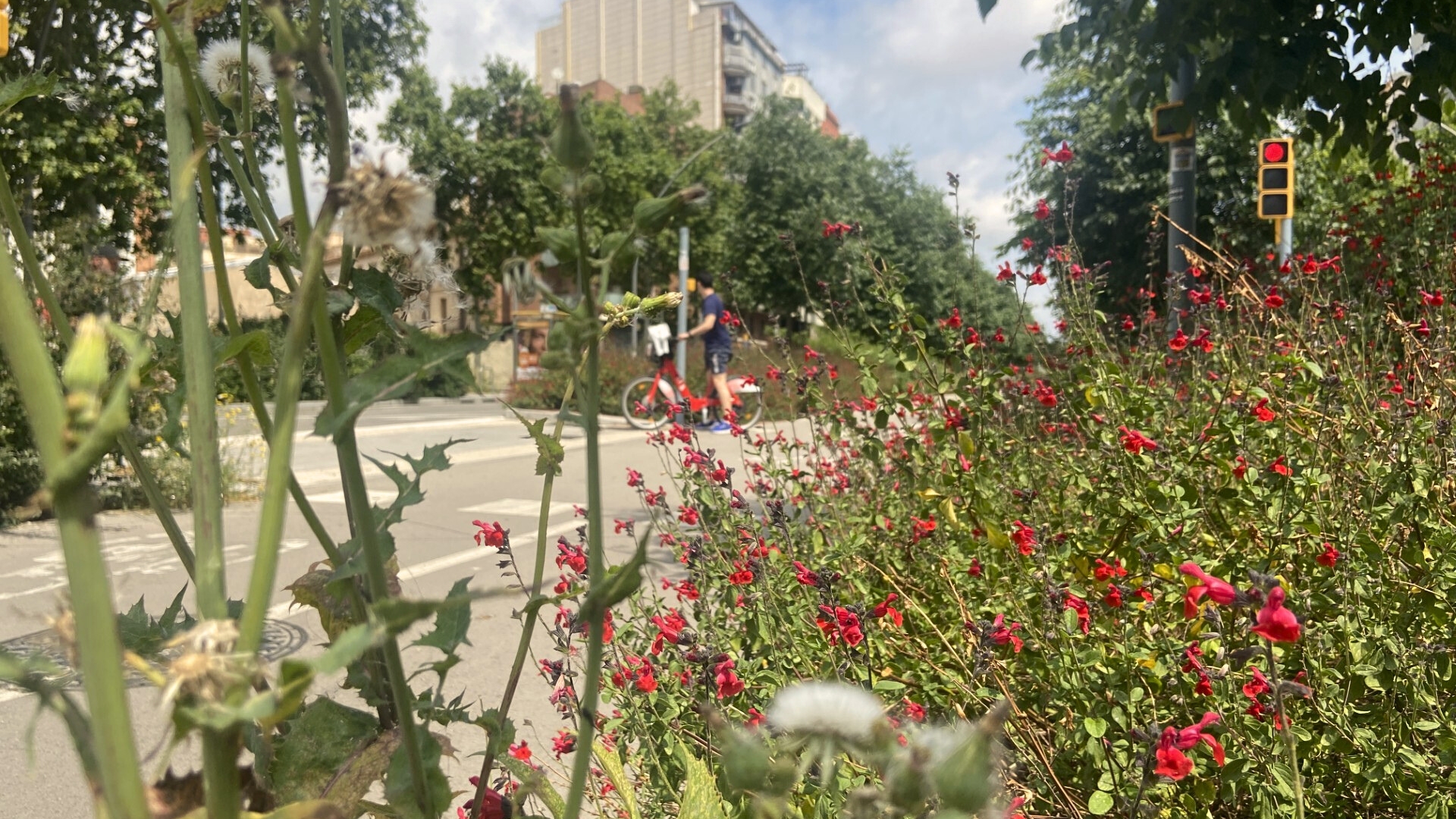 El carril bici entre Glòries i Navas s'omple de natura recorregut ple de verd (1)