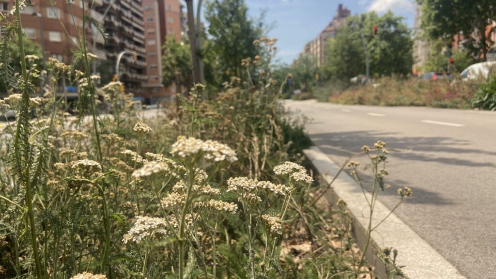 El carril bici entre Gl&ograve;ries i Navas s'omple de natura recorregut ple de verd (7)