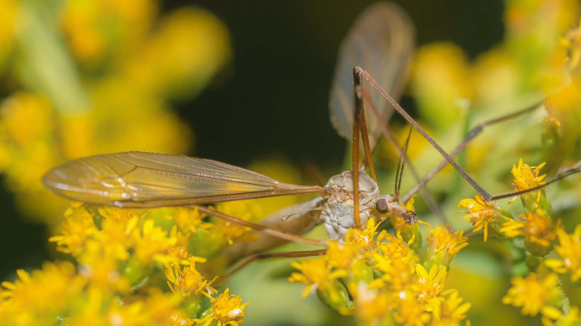no-mosquit-gegant-tipula-insecte
