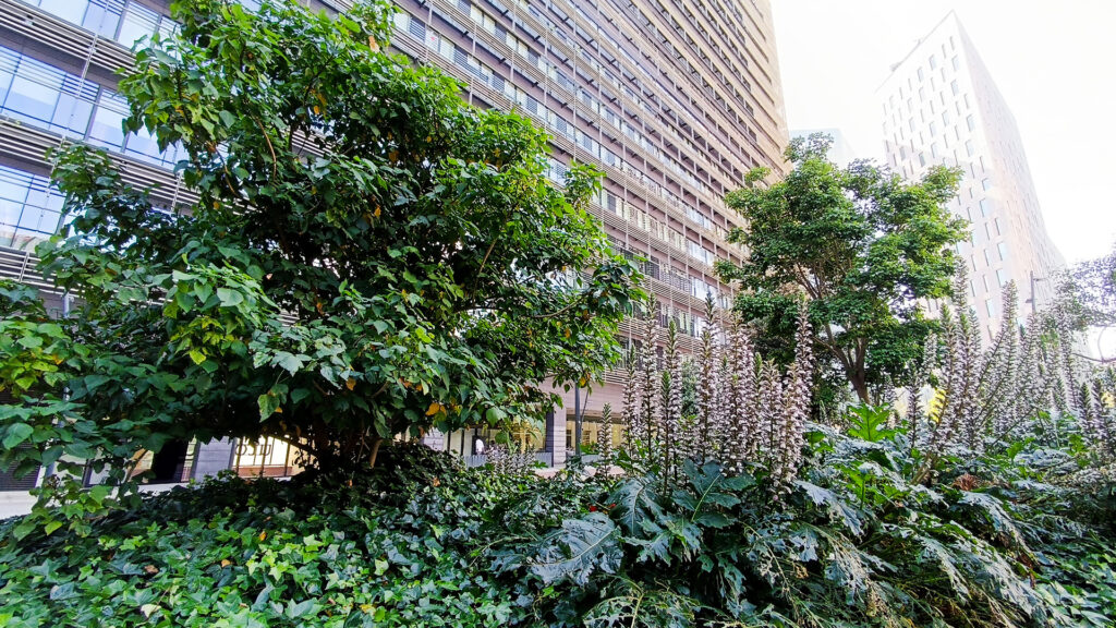 L'arbre exòtic de floració espectacular que cada cop es veu més a Barcelona | arbres, Barcelona, parcs i jardins