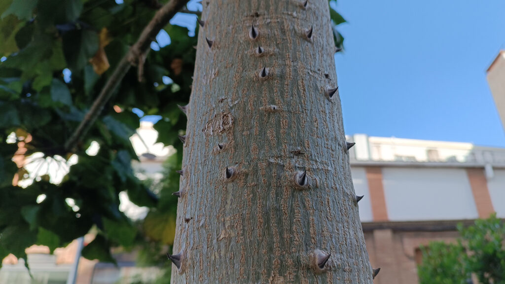 L'arbre exòtic de floració espectacular que cada cop es veu més a Barcelona | arbres, Barcelona, parcs i jardins