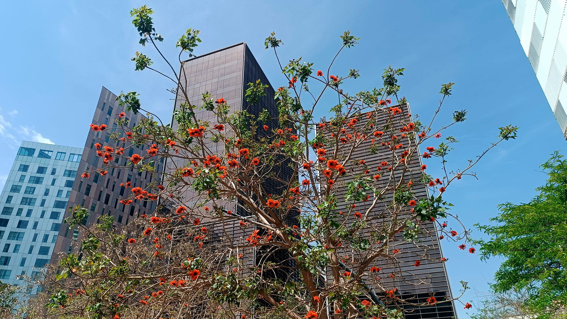 arbre coral del cap Erythrina Barcelona