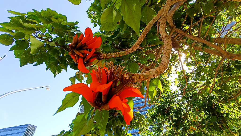 L'arbre exòtic de floració espectacular que cada cop es veu més a Barcelona | arbres, Barcelona, parcs i jardins