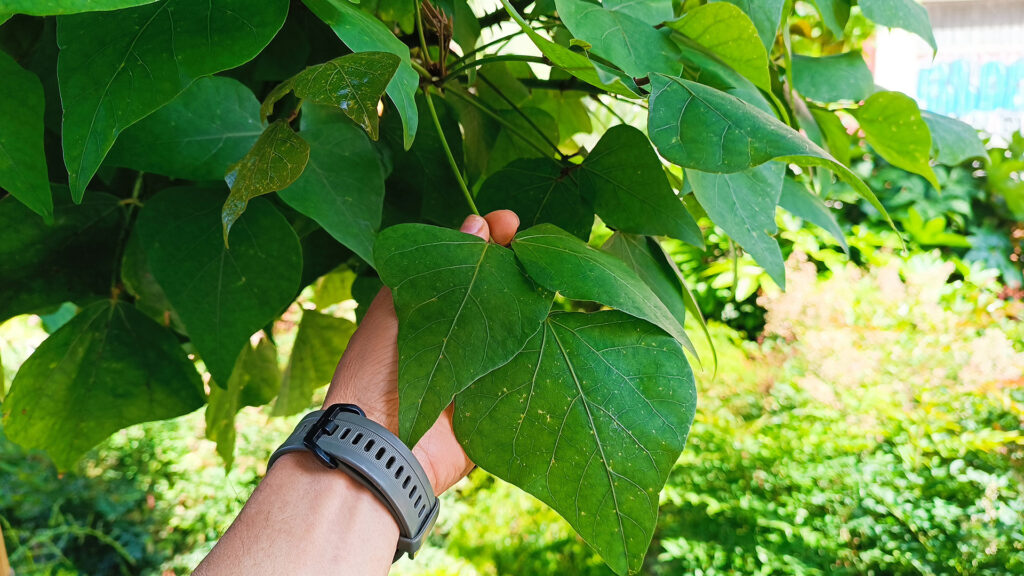 L'arbre exòtic de floració espectacular que cada cop es veu més a Barcelona | arbres, Barcelona, parcs i jardins