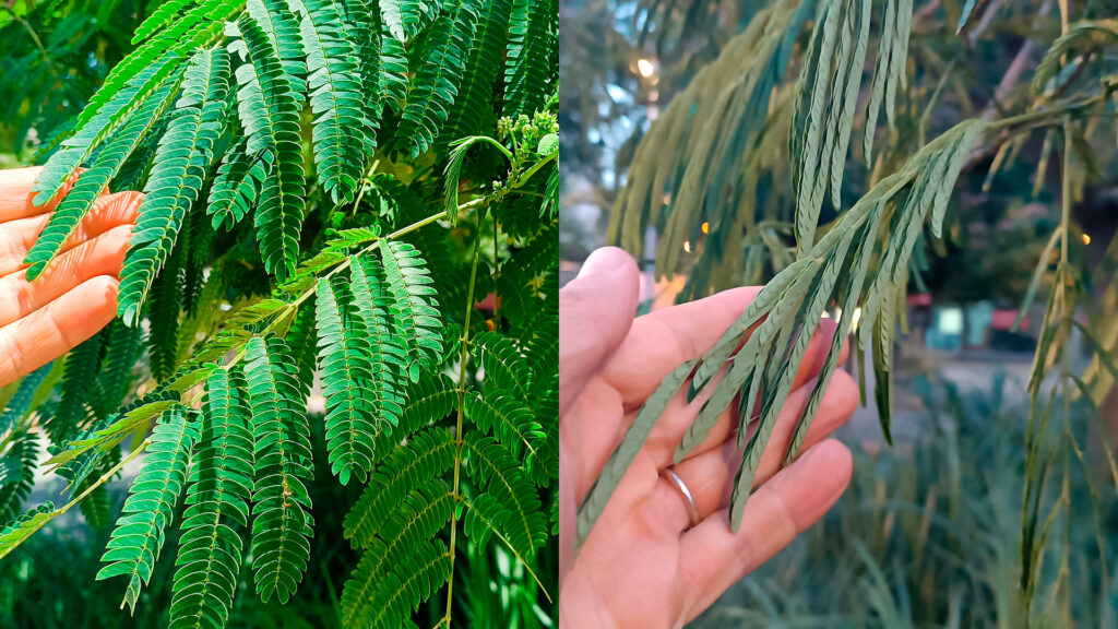 Floreix l'acàcia de Constantinoble, l'arbre que plega les fulles per anar a dormir | arbres, Institut Municipal de Parcs i Jardins, Parc de la Ciutadella