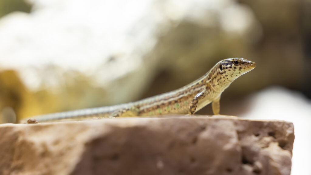 El Zoo de Barcelona durà a terme un pla de cria de la sargantana de les Pitiüses, espècie amenaçada | animals