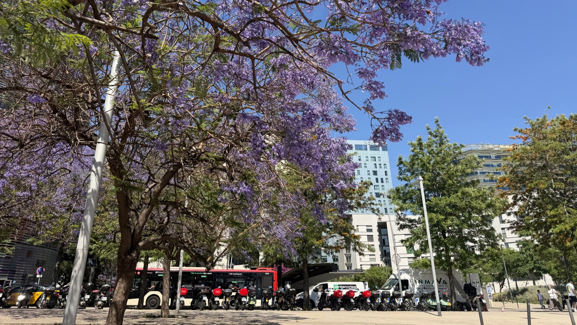 punt òptim de floració de la xicranda a Barcelona