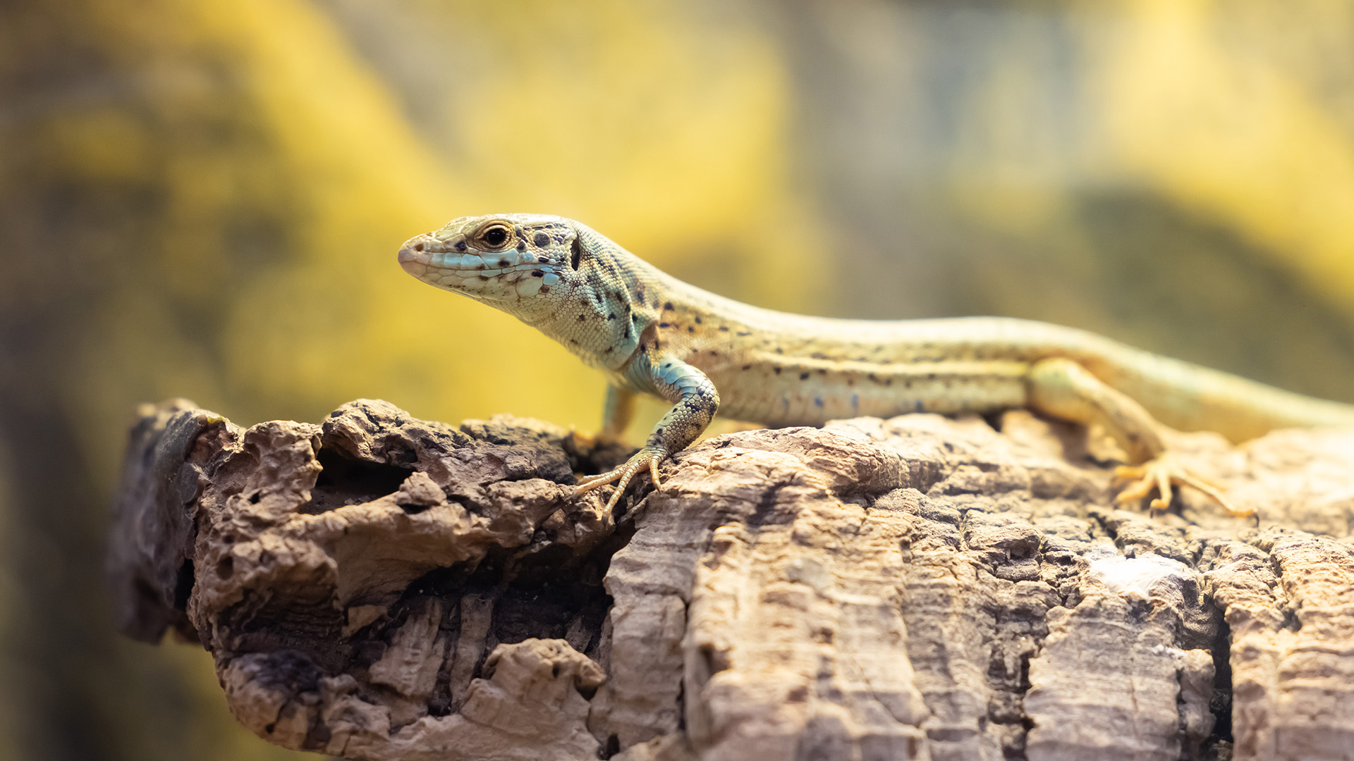 sargantana pitiuses zoo barcelona