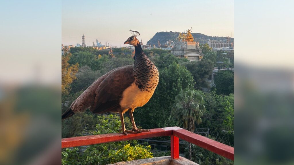 Paona zoo a un balcó