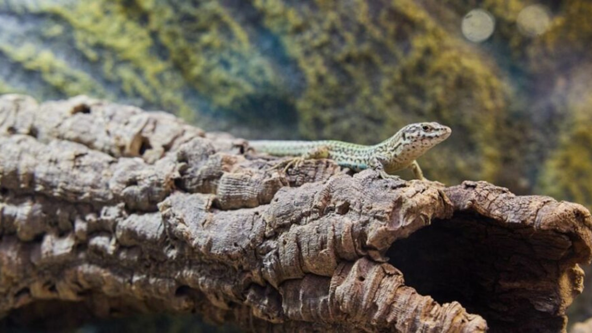 Neixen al Zoo de Barcelona les primeres cries de sargantana de les Pitiüses | animals, Zoo de Barcelona