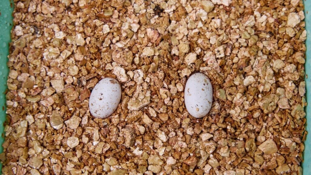 Neixen al Zoo de Barcelona les primeres cries de sargantana de les Pitiüses | animals, Zoo de Barcelona