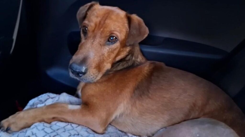 Kenneth gos perdut Sant Andreu