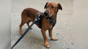 L’odissea d’una parella de Sant Andreu per trobar el seu gos, després de tres intents d’estafa