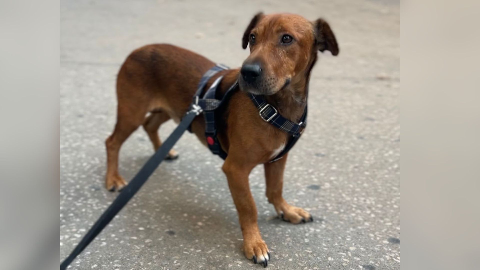 Kenneth gos perdut Sant Andreu