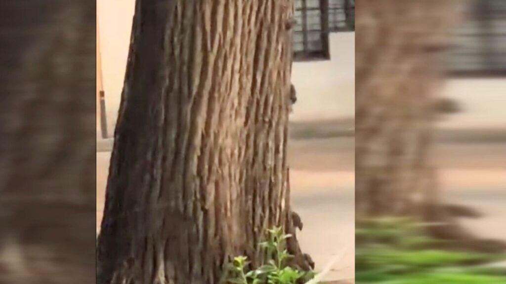 Una nova plaga de rates preocupa els veïns de la Barceloneta