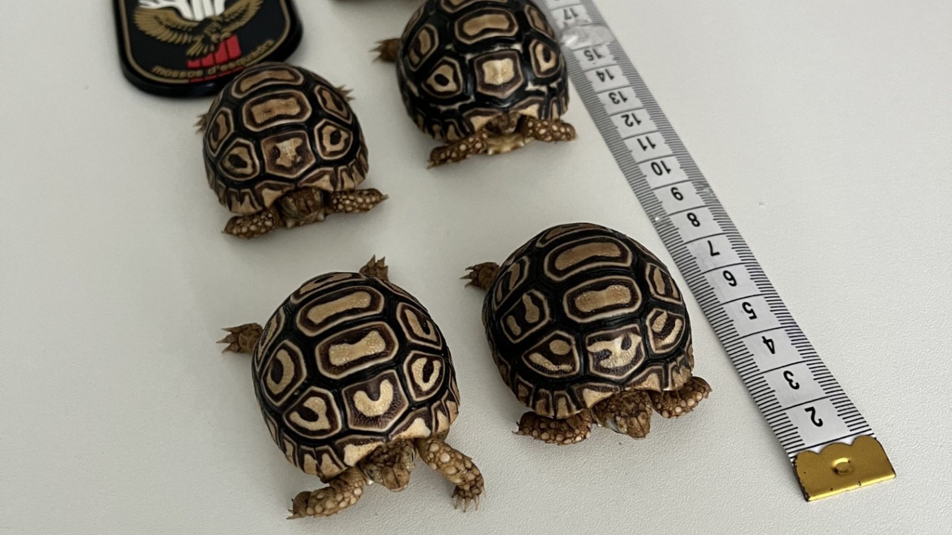 Enxampat un home que venia il·legalment tortugues lleopard per internet a Barcelona | animals, Mossos d'Esquadra
