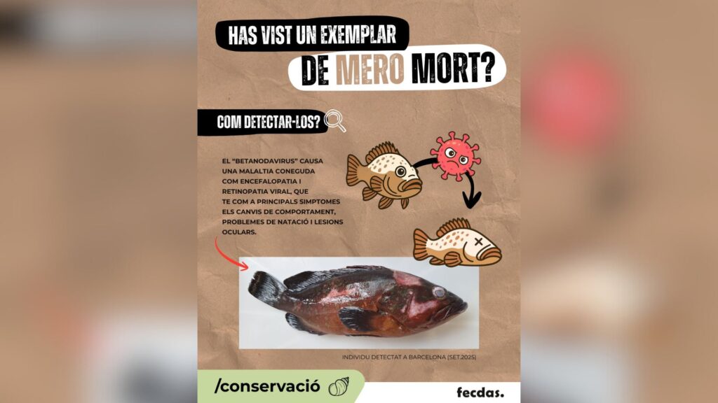 Troben un mero infectat per betanodavirus a la costa de Barcelona, el primer cas a Catalunya | mar Mediterrani, peix, Universitat Autònoma de Barcelona (UAB)