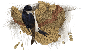 Les orenetes ja marxen de Barcelona i Catalunya: avança la migració cap a l'Àfrica | animals