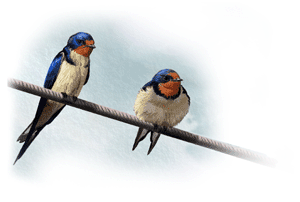 Les orenetes ja marxen de Barcelona i Catalunya: avança la migració cap a l'Àfrica | animals