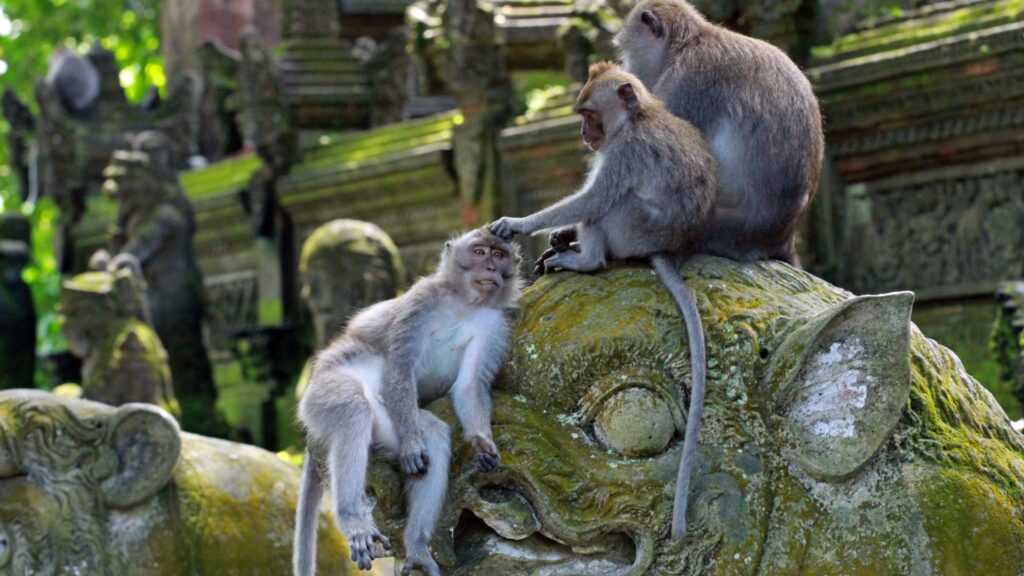 Els veterinaris demanen que la vacuna de la ràbia sigui obligatòria per a gats, gossos i fures | Generalitat de Catalunya, gossos, vacunes, viatges