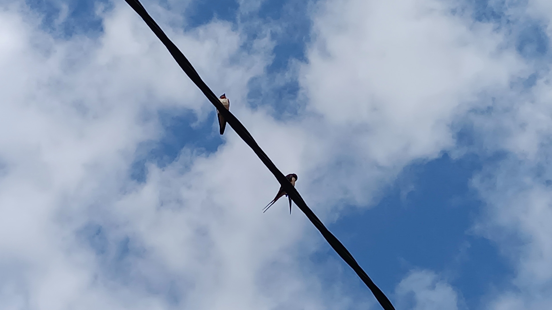 orenetes marxen barcelona catalunya 2025