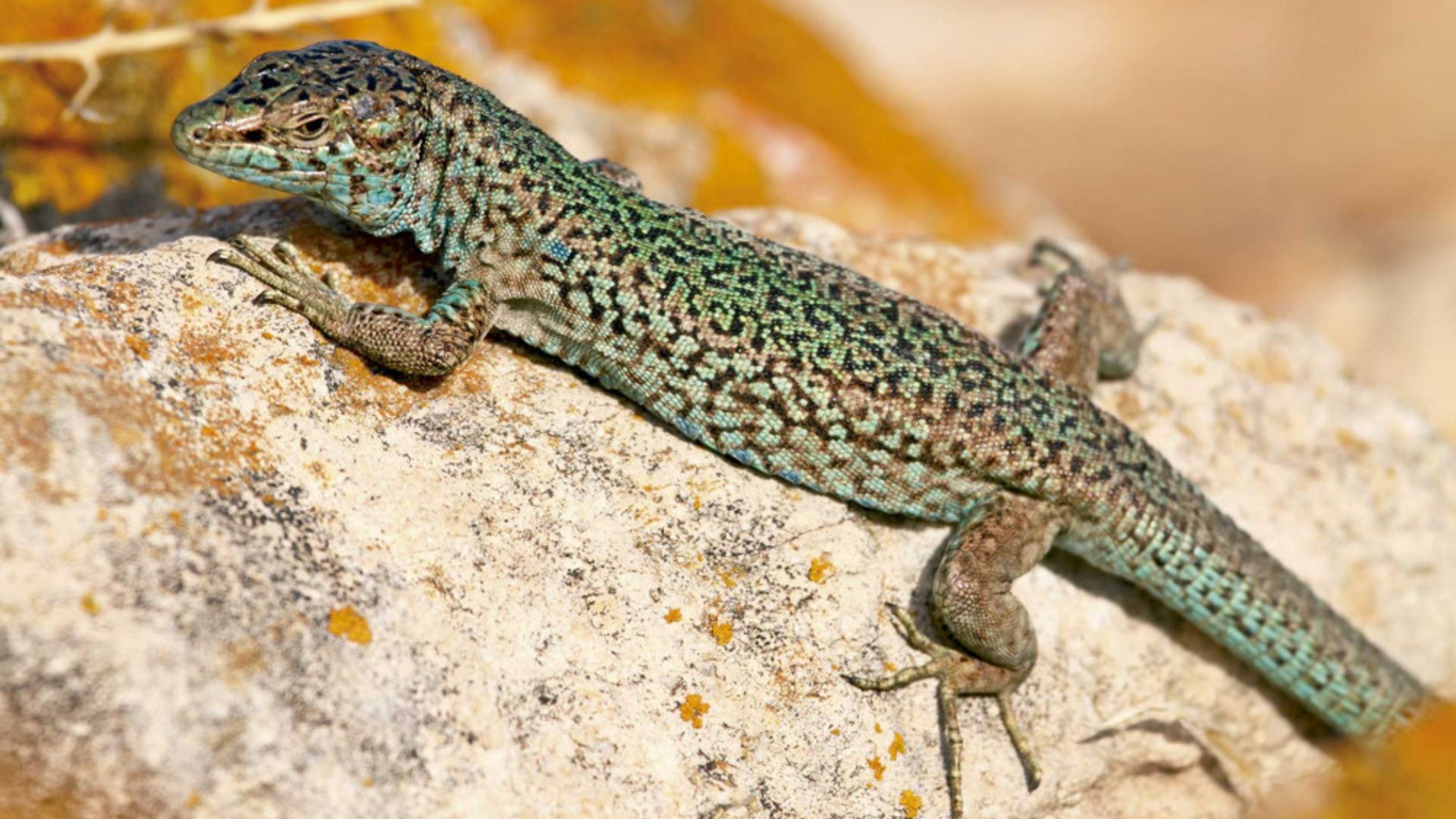 Una sargantana balea d'un illot d'Eivissa