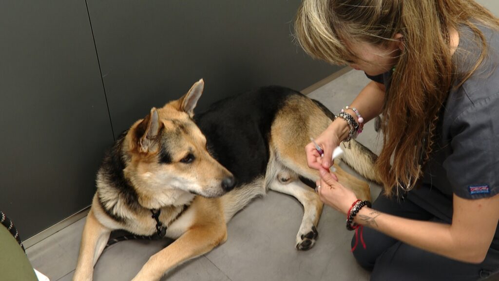 Els veterinaris demanen que la vacuna de la ràbia sigui obligatòria per a gats, gossos i fures | Generalitat de Catalunya, gossos, vacunes, viatges