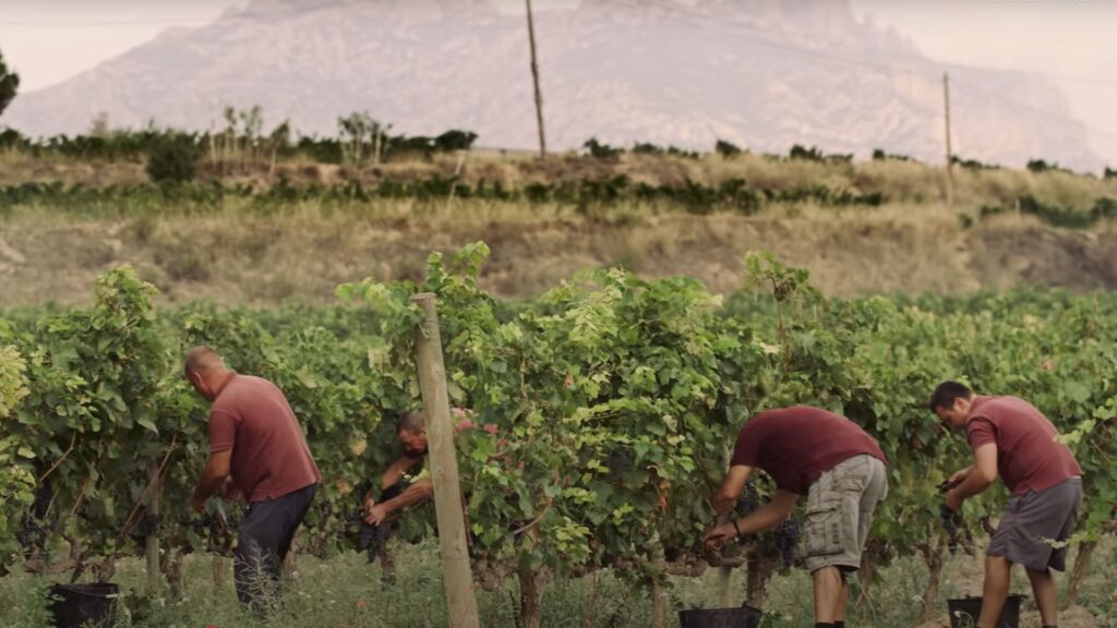 Vins biodinàmics: "Respecte màxim a la connexió entre l'ésser humà i la naturalesa" | locals, patrimoni històric, vins