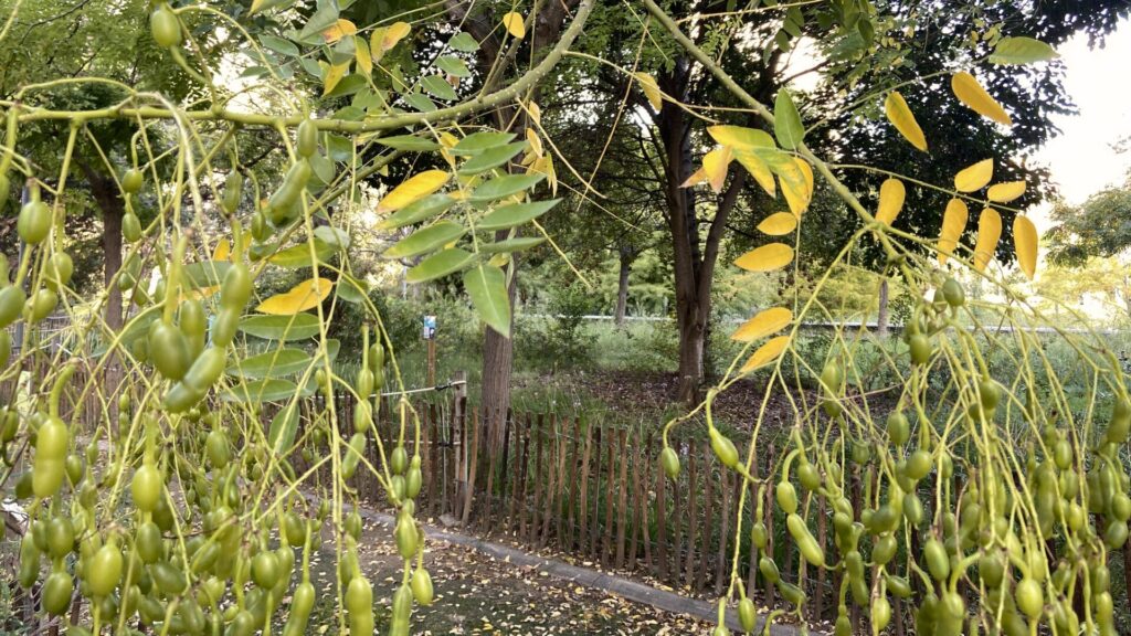 arbres-caducifolis-barri-tardor-2025-colors