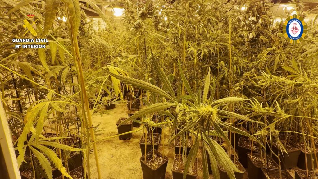 plantaci&oacute; de marihuana