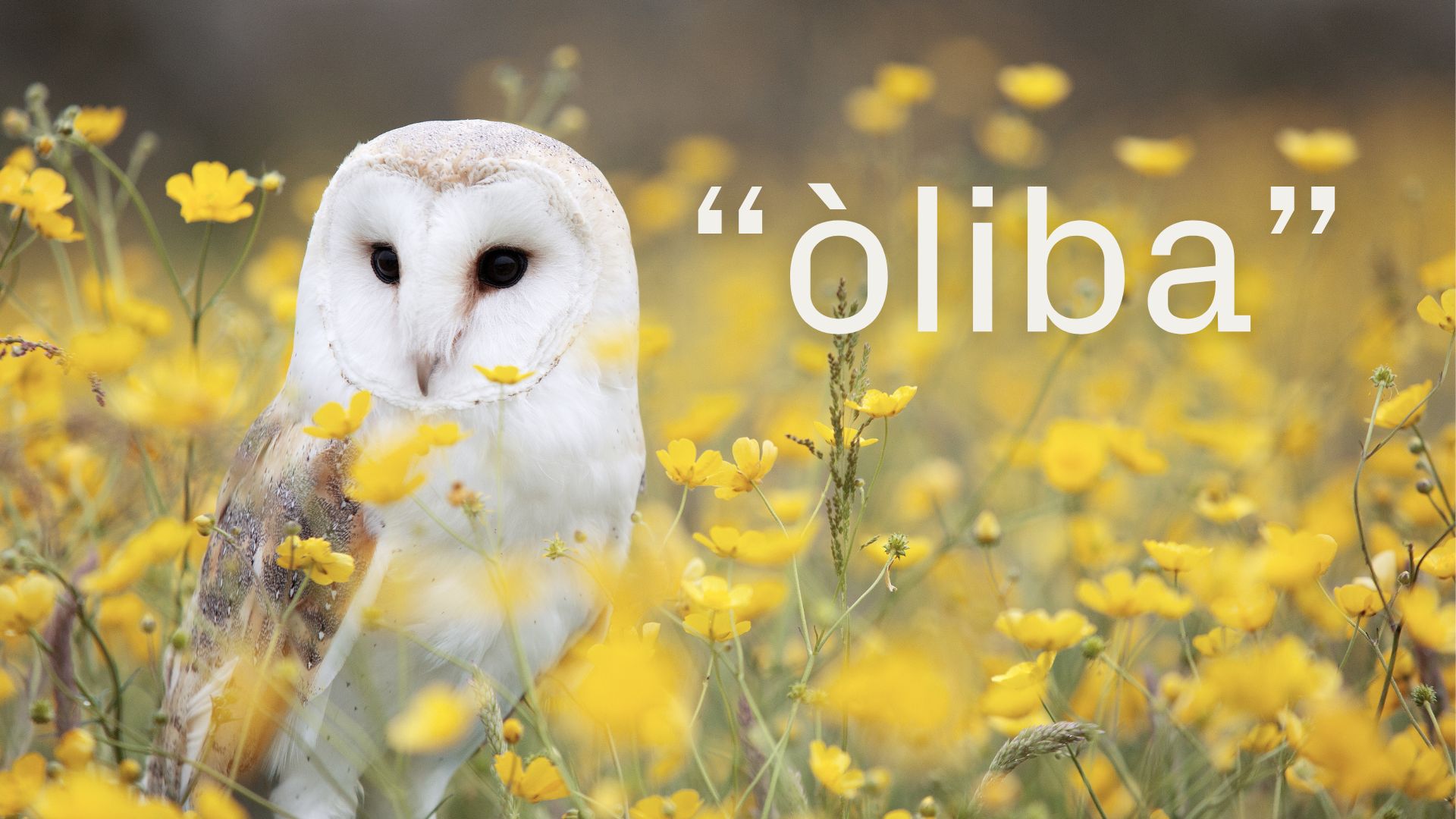 El mot "òliba", amb passat germànic i fama de pispa | animals, català, llengua, Mots endiumenjats