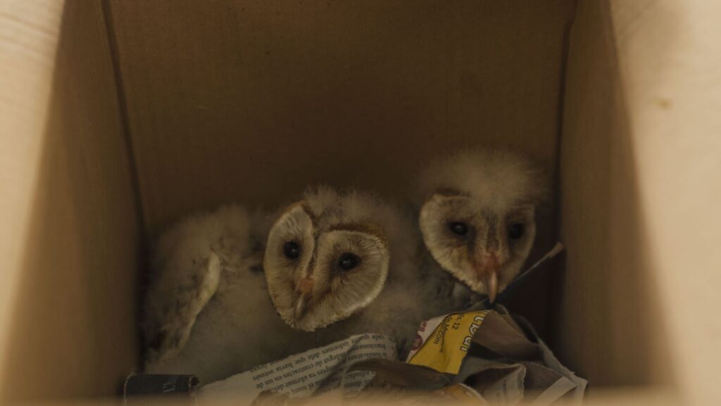 reintroducció olibes Montjuic