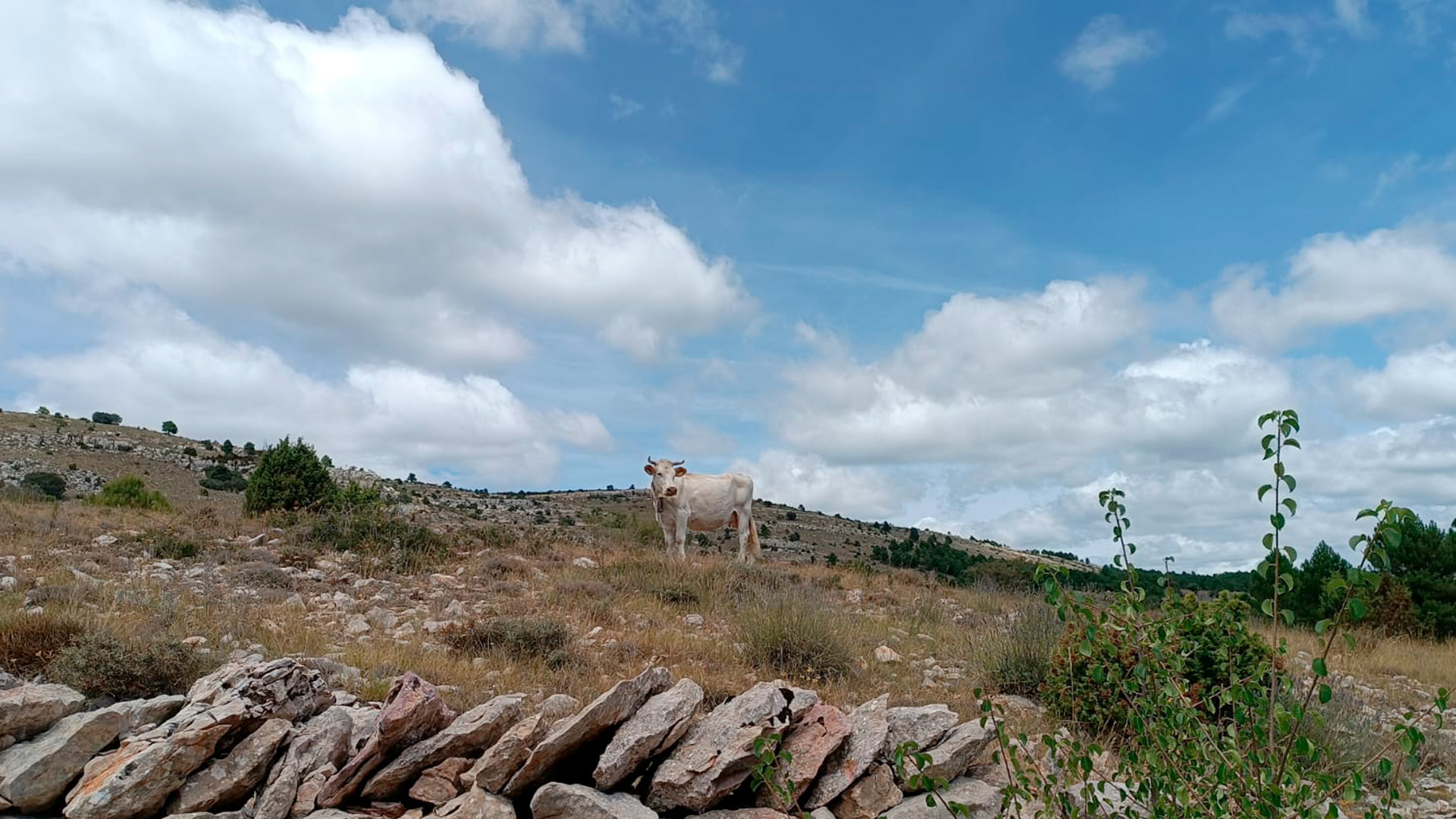 pastures matollars carboni mediterrani sequera canvi climàtic
