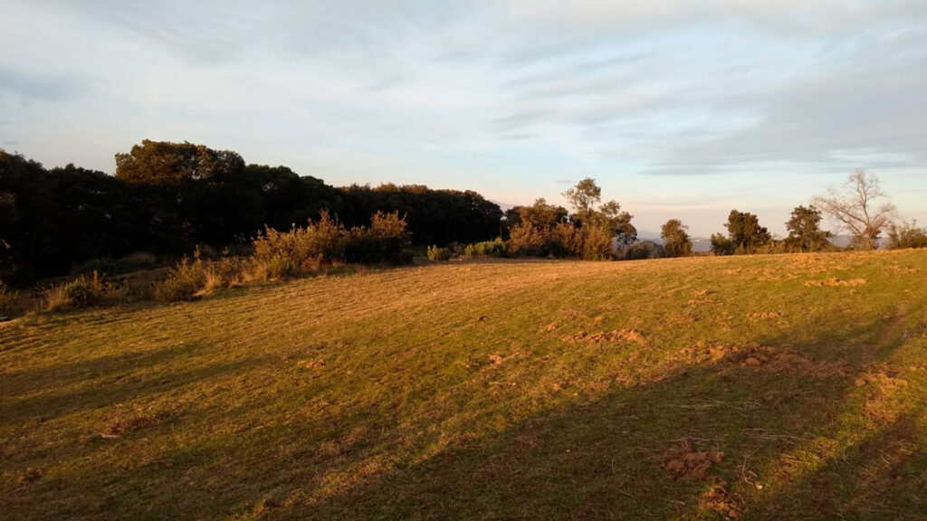 Les pastures i matollars mediterranis emmagatzemen menys carboni per les sequeres extremes | canvi climàtic, sequera
