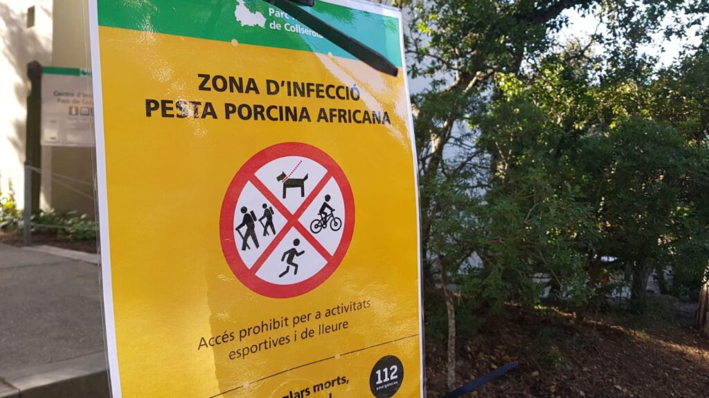 Collserola tancat per la pesta porcina i senglars