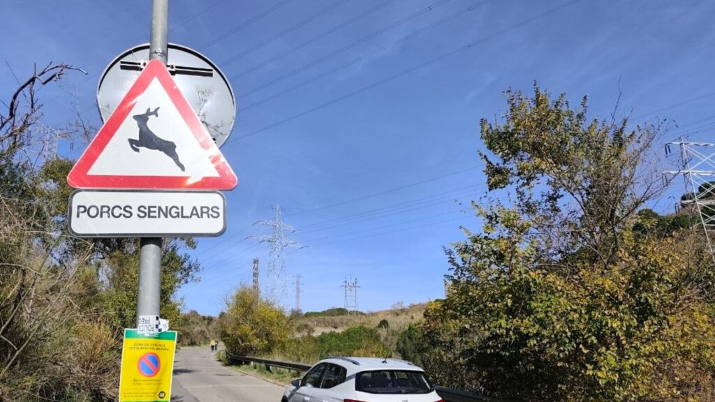 Collserola tancat pesta porcina i senglars