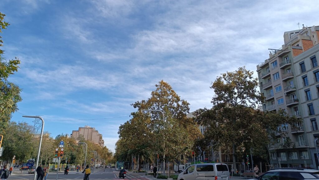 Colors de tardor: calendari setmanal de coloració als boscos de Catalunya | arbres, fred, parcs i jardins, pluja