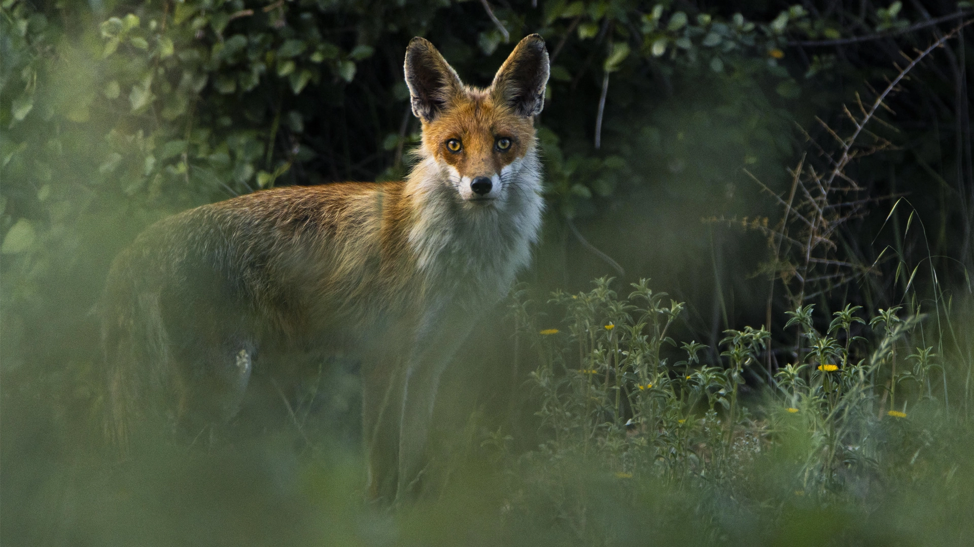 Fotografiar fauna salvatge a Collserola | Parc Natural de Collserola, pòdcast, ràdio