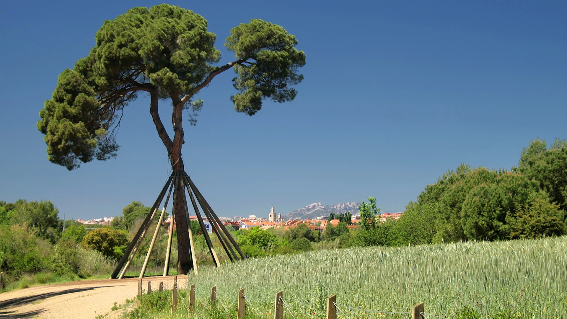 El Pi d'en Xandri | Parc Natural de Collserola, pòdcast, ràdio
