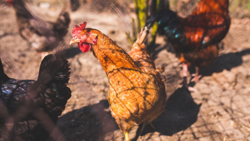 Què passa amb la grip aviària que està encarint els ous? Afecta els humans? N'hi ha a Catalunya? | agricultura, alimentació