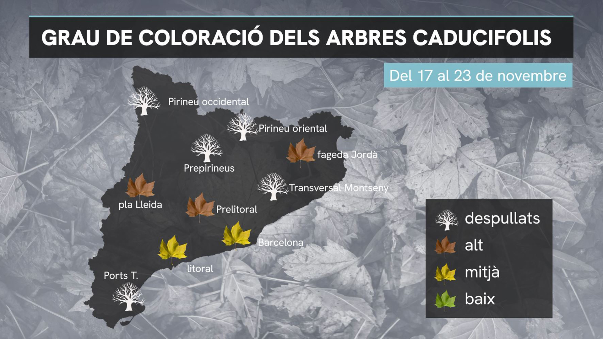 colors tardor catalunya barcelona 17-23 novembre 2025 fenologia