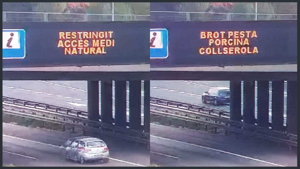 Crisi per la pesta porcina: Collserola continuarà blindada i es mobilitza l'Exèrcit | animals, Collserola, Parc Natural de Collserola, Pesta porcina, salut pública