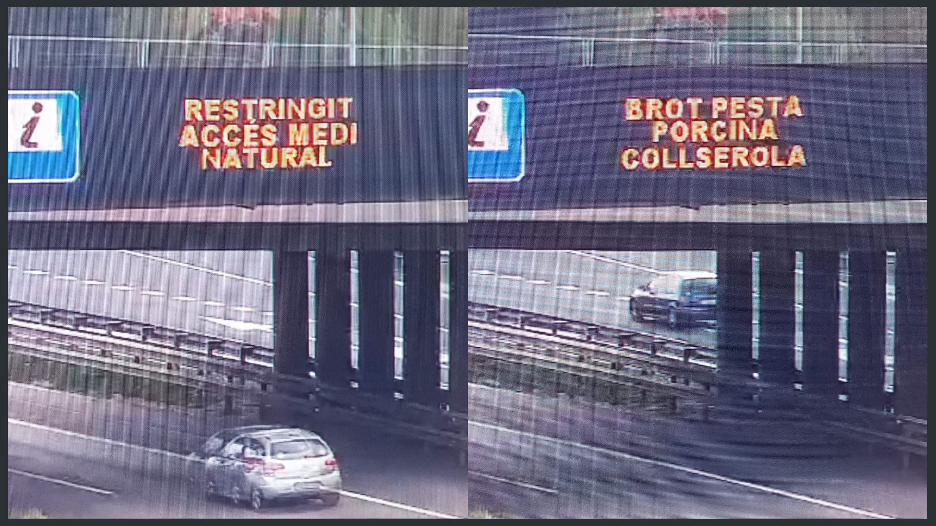 Épidémie de peste porcine en Catalogne : l'armée en renfort 9 missatges transit pesta porcina 301125 1