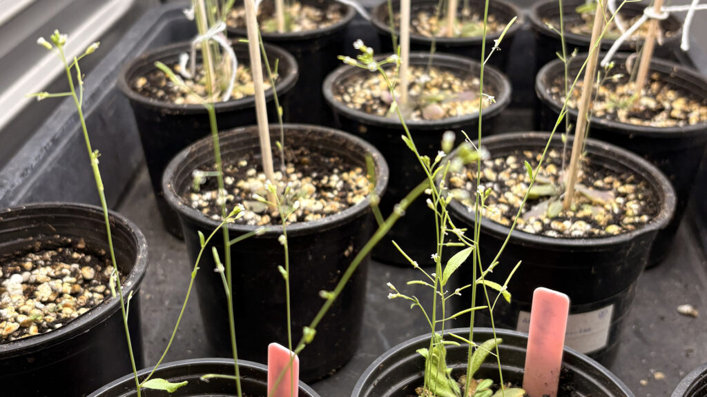 La intel·ligència artificial permet desxifrar com s'adapten les plantes al canvi climàtic | arbres, calor, canvi climàtic, plantes, sequera