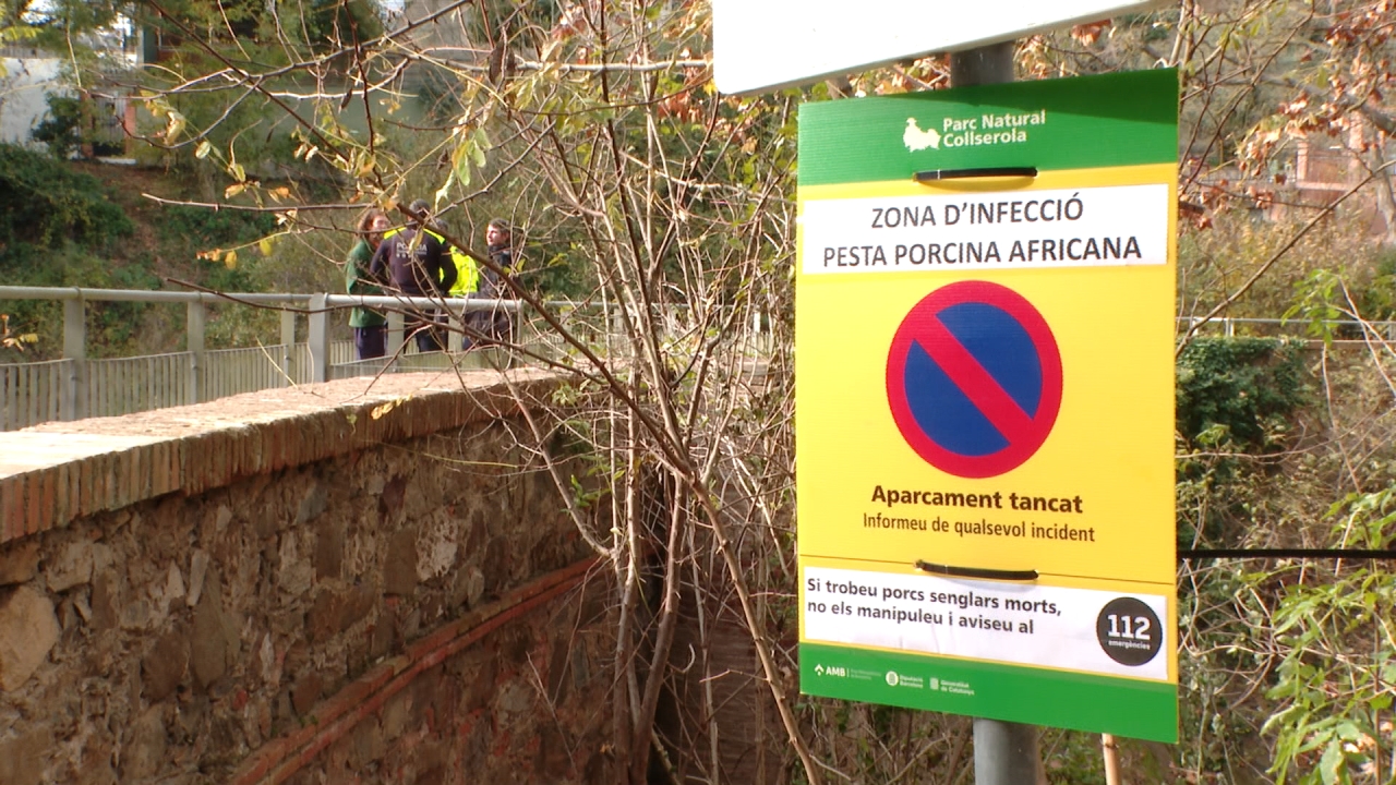 cartell porc senglar