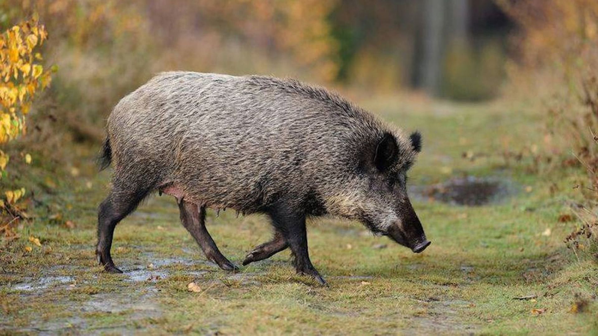 Detectats quatre nous casos de senglars morts per pesta porcina a Collserola | animals, Collserola, Parc Natural de Collserola, Pesta porcina, salut pública